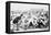 Yale And Princeton Football Match-Bettmann-Framed Premier Image Canvas