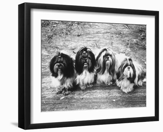 Photographic Print, , large