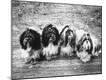 Photographic Print