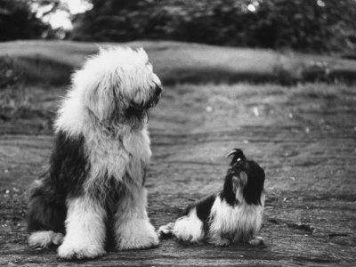 Old English Sheepdog Photographic Print for Sale by