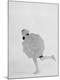 Premium Photographic Print