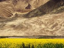 Oilseed Rape Plants Blooming at Foot of Mountain-Yang Liu-Photographic Print