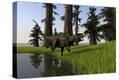Stretched Canvas Print