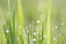 Green Grass-Yanika-Art Print