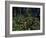 Yanomami Indian Hunters, Amazonas, Venezuela-null-Framed Photographic Print