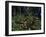 Yanomami Indian Hunters, Amazonas, Venezuela-null-Framed Photographic Print