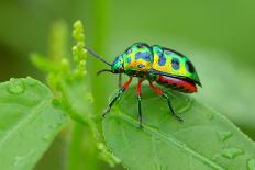 Colorful Shield Bug-YapAhock-Framed Photographic Print