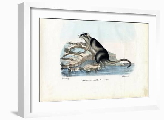 Yapok, 1863-79-Raimundo Petraroja-Framed Giclee Print