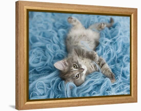 Yarnie-Rachael Hale-Framed Stretched Canvas