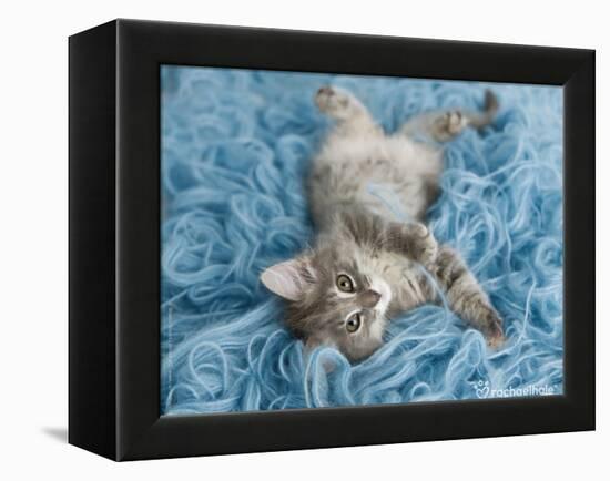 Yarnie-Rachael Hale-Framed Stretched Canvas