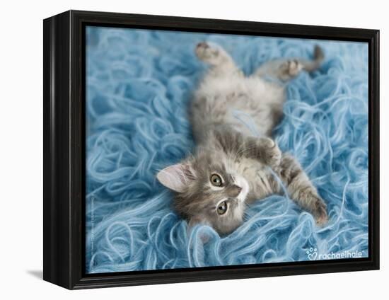 Yarnie-Rachael Hale-Framed Stretched Canvas