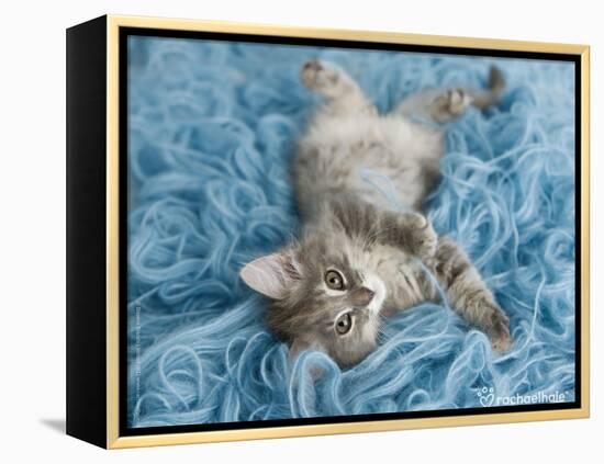 Yarnie-Rachael Hale-Framed Stretched Canvas