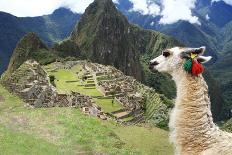 Llama at Historic Lost City of Machu Picchu - Peru-Yaro-Photographic Print