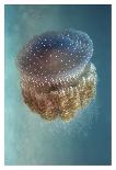 Jellyfish Phylorhiza Punctata-Yaron Halevy-Laminated Giclee Print