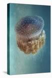 Jellyfish - Phylorhiza Punctata-Yaron Halevy-Framed Premier Image Canvas