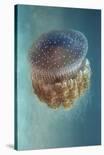 Jellyfish - Phylorhiza Punctata-Yaron Halevy-Laminated Photographic Print
