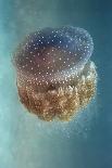 Jellyfish - Phylorhiza Punctata-Yaron Halevy-Framed Premier Image Canvas