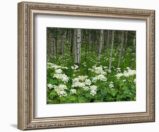 Yarrow and Aspen Trees Along Gothic Road, Mount Crested Butte, Gunnison County, Colorado, USA-null-Framed Photographic Print