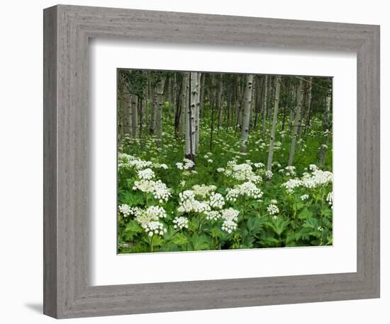 Yarrow and Aspen Trees Along Gothic Road, Mount Crested Butte, Gunnison County, Colorado, USA-null-Framed Photographic Print