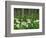 Yarrow and Aspen Trees Along Gothic Road, Mount Crested Butte, Gunnison County, Colorado, USA-null-Framed Photographic Print