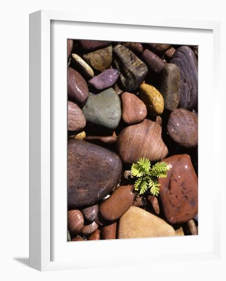 Yarrow and stones, Clark Fork River, Montana, USA-Charles Gurche-Framed Photographic Print