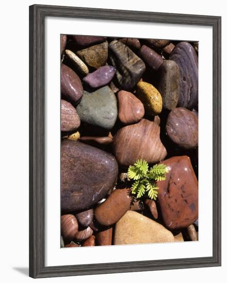 Yarrow and stones, Clark Fork River, Montana, USA-Charles Gurche-Framed Photographic Print