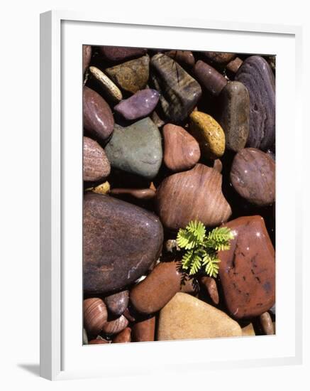 Yarrow and stones, Clark Fork River, Montana, USA-Charles Gurche-Framed Photographic Print