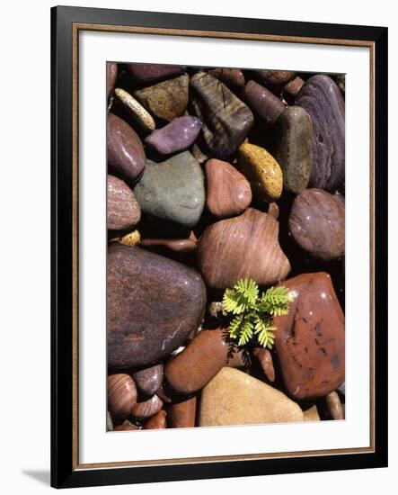 Yarrow and stones, Clark Fork River, Montana, USA-Charles Gurche-Framed Photographic Print