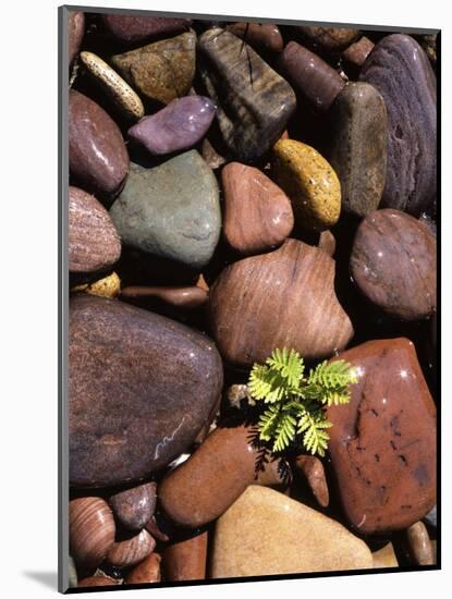 Yarrow and stones, Clark Fork River, Montana, USA-Charles Gurche-Mounted Photographic Print