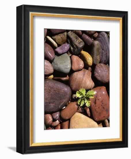 Yarrow and stones, Clark Fork River, Montana, USA-Charles Gurche-Framed Premium Photographic Print