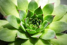 Beautiful Succulent Plant with Water Drops close Up-Yastremska-Photographic Print