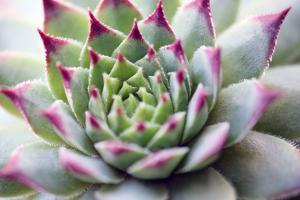 Beautiful Succulent Plant close Up by Yastremska