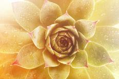 Beautiful Succulent Plant with Water Drops close Up-Yastremska-Photographic Print