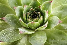 Beautiful Succulent Plant with Water Drops close Up-Yastremska-Photographic Print