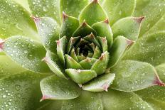 Beautiful Succulent Plant close Up-Yastremska-Photographic Print
