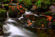 Autumn Melodies-Yavuz Pancareken-Framed Premier Image Canvas