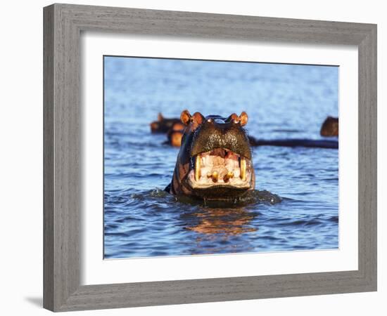 Yawning hippo, Isimangaliso Greater St. Lucia Wetland Pk, UNESCO World Heritage Site, South Africa-Christian Kober-Framed Photographic Print