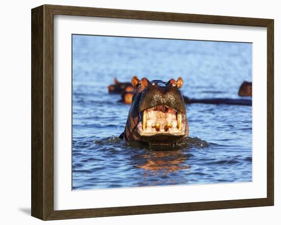 Yawning hippo, Isimangaliso Greater St. Lucia Wetland Pk, UNESCO World Heritage Site, South Africa-Christian Kober-Framed Photographic Print