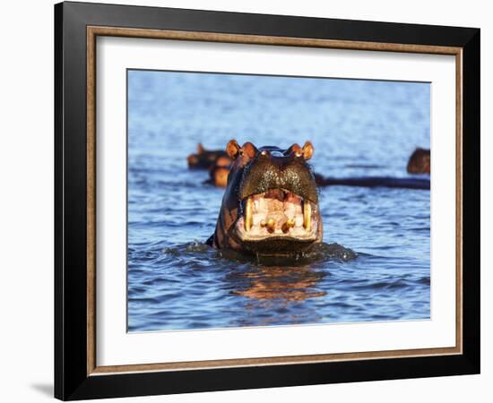 Yawning hippo, Isimangaliso Greater St. Lucia Wetland Pk, UNESCO World Heritage Site, South Africa-Christian Kober-Framed Photographic Print