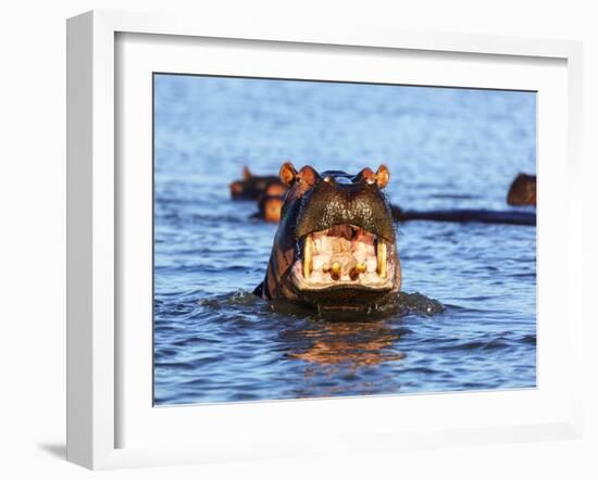 Yawning hippo, Isimangaliso Greater St. Lucia Wetland Pk, UNESCO World Heritage Site, South Africa-Christian Kober-Framed Photographic Print