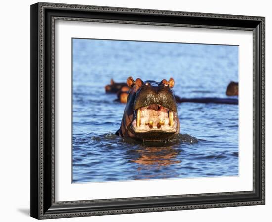 Yawning hippo, Isimangaliso Greater St. Lucia Wetland Pk, UNESCO World Heritage Site, South Africa-Christian Kober-Framed Photographic Print