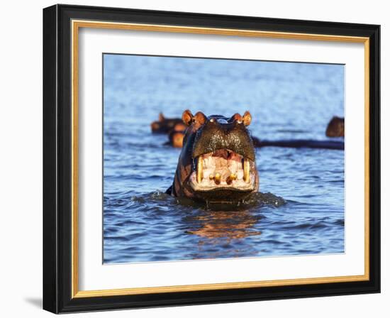 Yawning hippo, Isimangaliso Greater St. Lucia Wetland Pk, UNESCO World Heritage Site, South Africa-Christian Kober-Framed Photographic Print