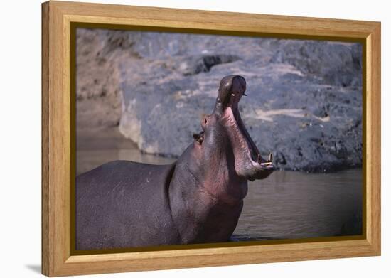 Yawning Hippopotamus-DLILLC-Framed Premier Image Canvas