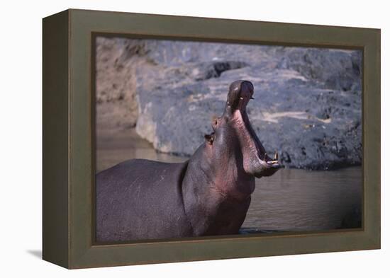 Yawning Hippopotamus-DLILLC-Framed Premier Image Canvas