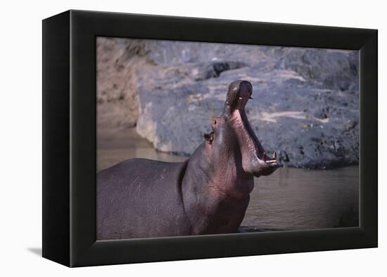 Yawning Hippopotamus-DLILLC-Framed Premier Image Canvas