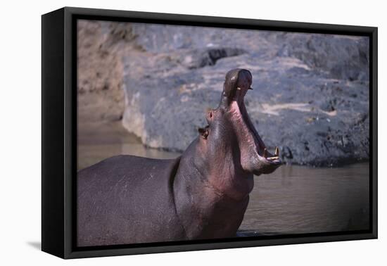 Yawning Hippopotamus-DLILLC-Framed Premier Image Canvas