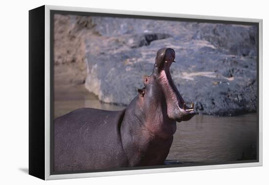 Yawning Hippopotamus-DLILLC-Framed Premier Image Canvas