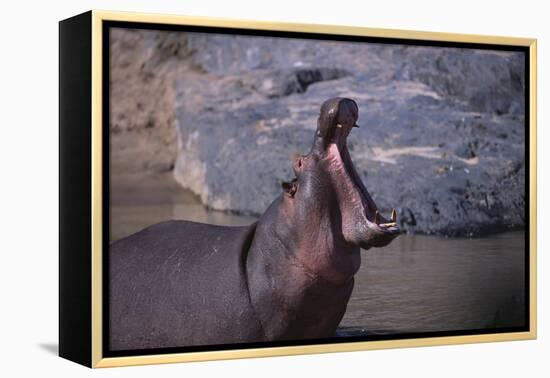 Yawning Hippopotamus-DLILLC-Framed Premier Image Canvas