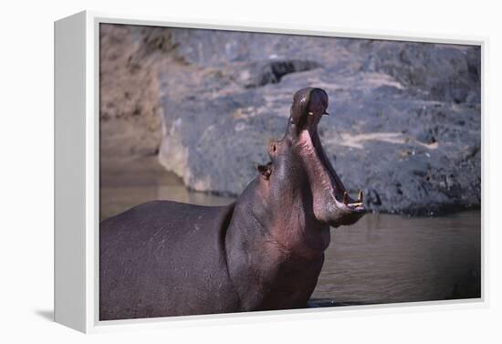 Yawning Hippopotamus-DLILLC-Framed Premier Image Canvas