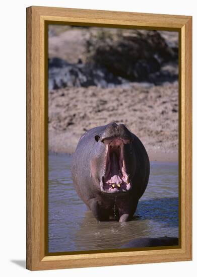 Yawning Hippopotamus-DLILLC-Framed Premier Image Canvas